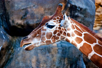 A "talking" giraffe