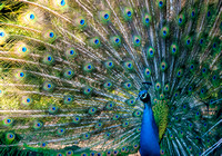 A pretty peacock, Phila. Zoo